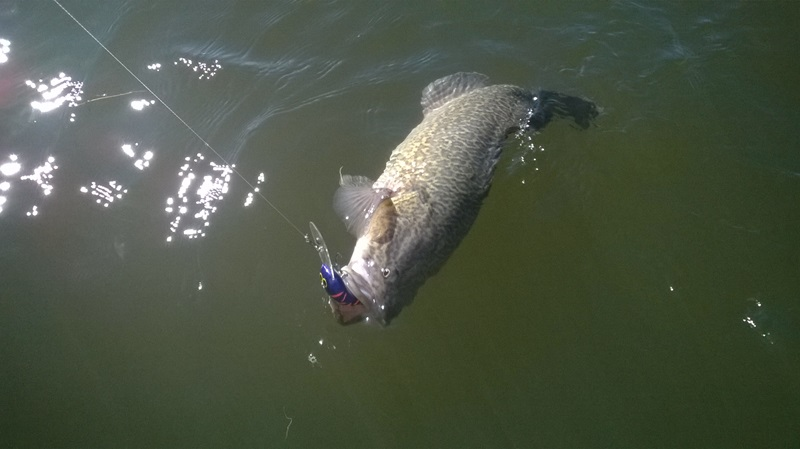 Its quarry: the 'Lacedaemonian Murray Cod'.